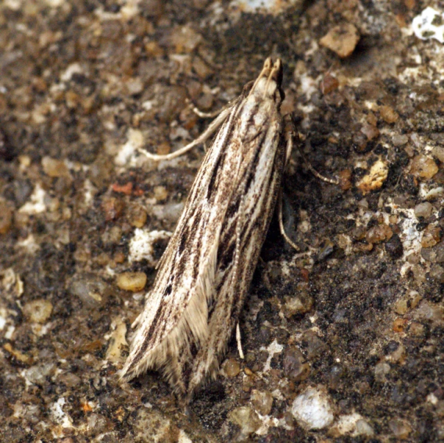 a small insect on the ground in dirt