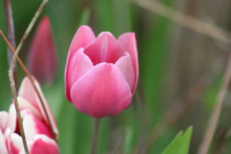 a bunch of flowers that are blooming outside