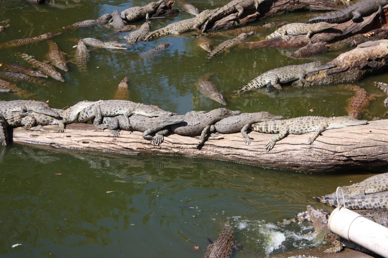 several crocodiles in a river next to dead trees