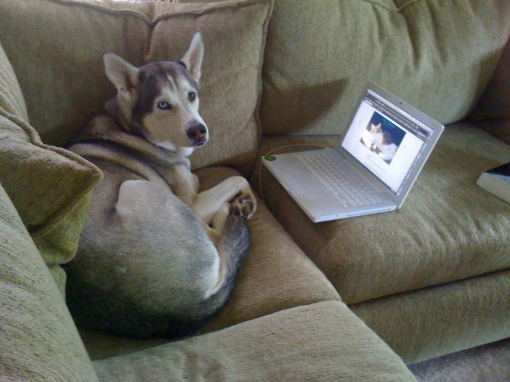 dog sitting on couch with laptop computer in hand