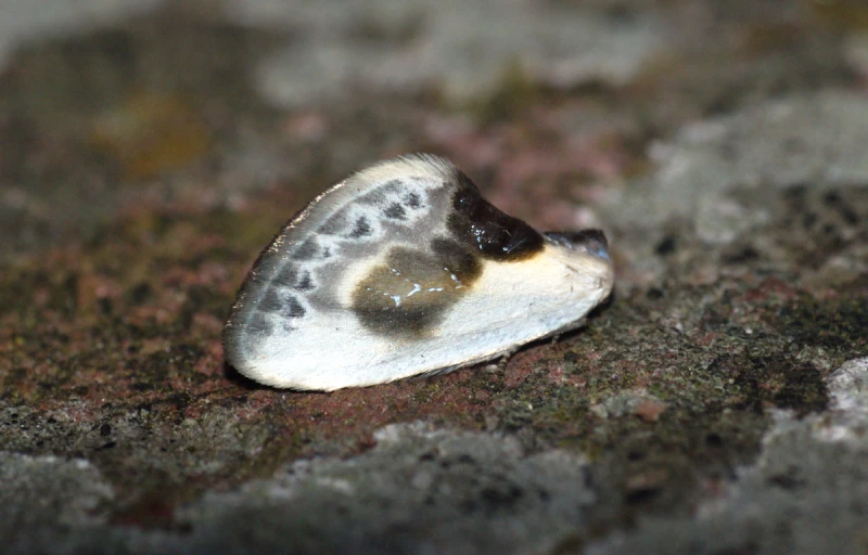 a close up of a white and brown moth