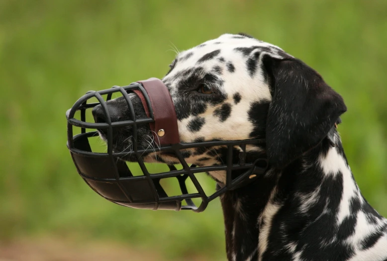 a dalmatian dog wearing a football helmet