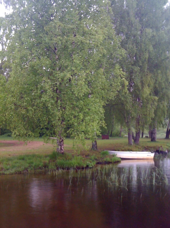 the boat is next to the small tree near the water