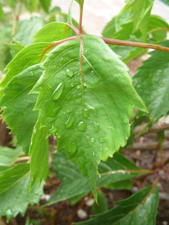 some green leaves with drops of water on them