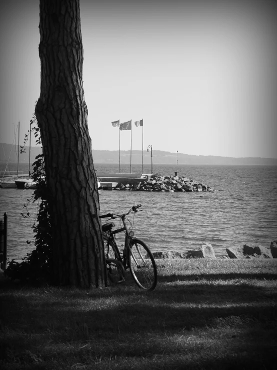 there is a bicycle that is leaning against the tree