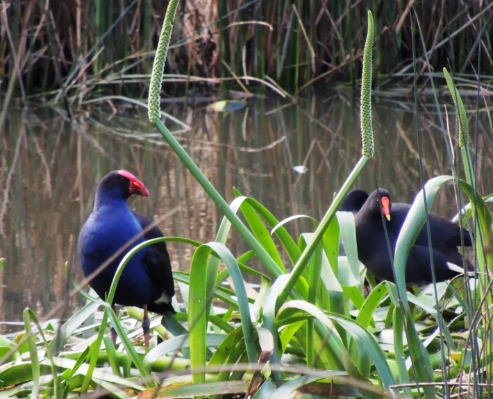 a black bird sits on a lake bank