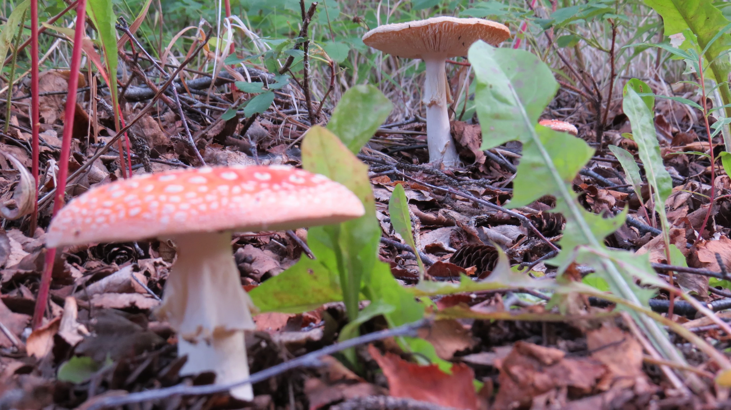 two small white mushrooms in the woods with grass