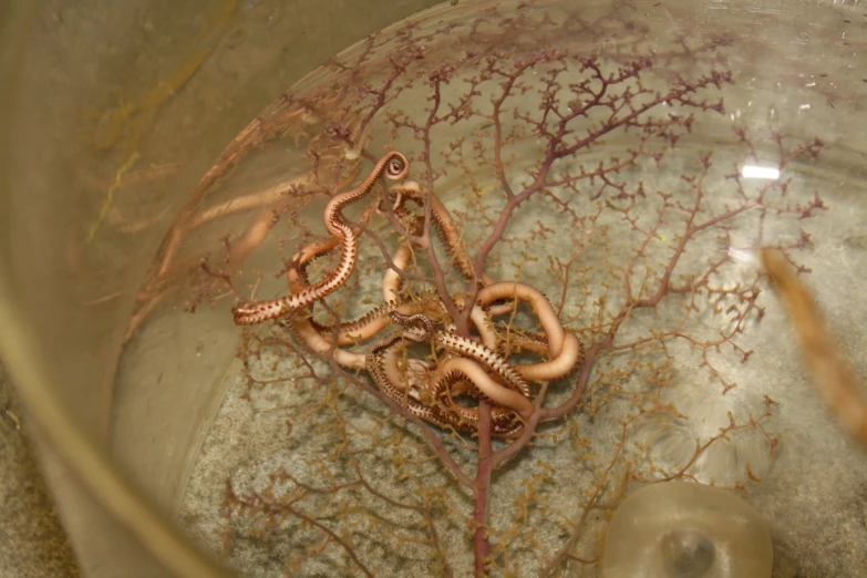 small sea anemone worms are in a bowl