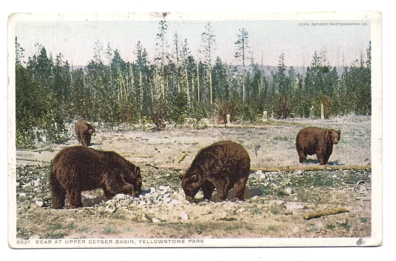 an old polaroid of three brown bears grazing