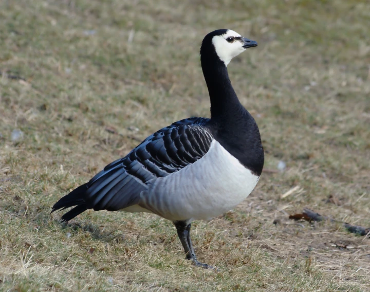 a bird with white chest and black back feathers