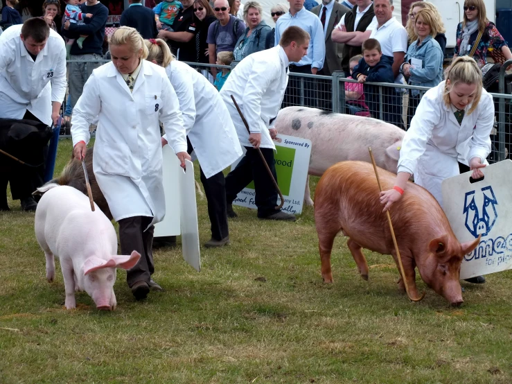 some people in white coats are pulling a pig around