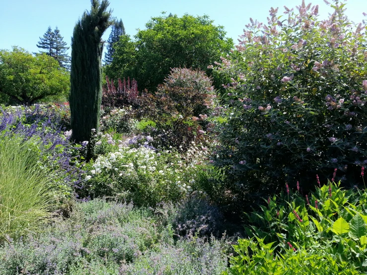 a bunch of flowers and other plants near bushes