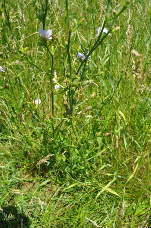 there are some tiny blue flowers growing through the grass