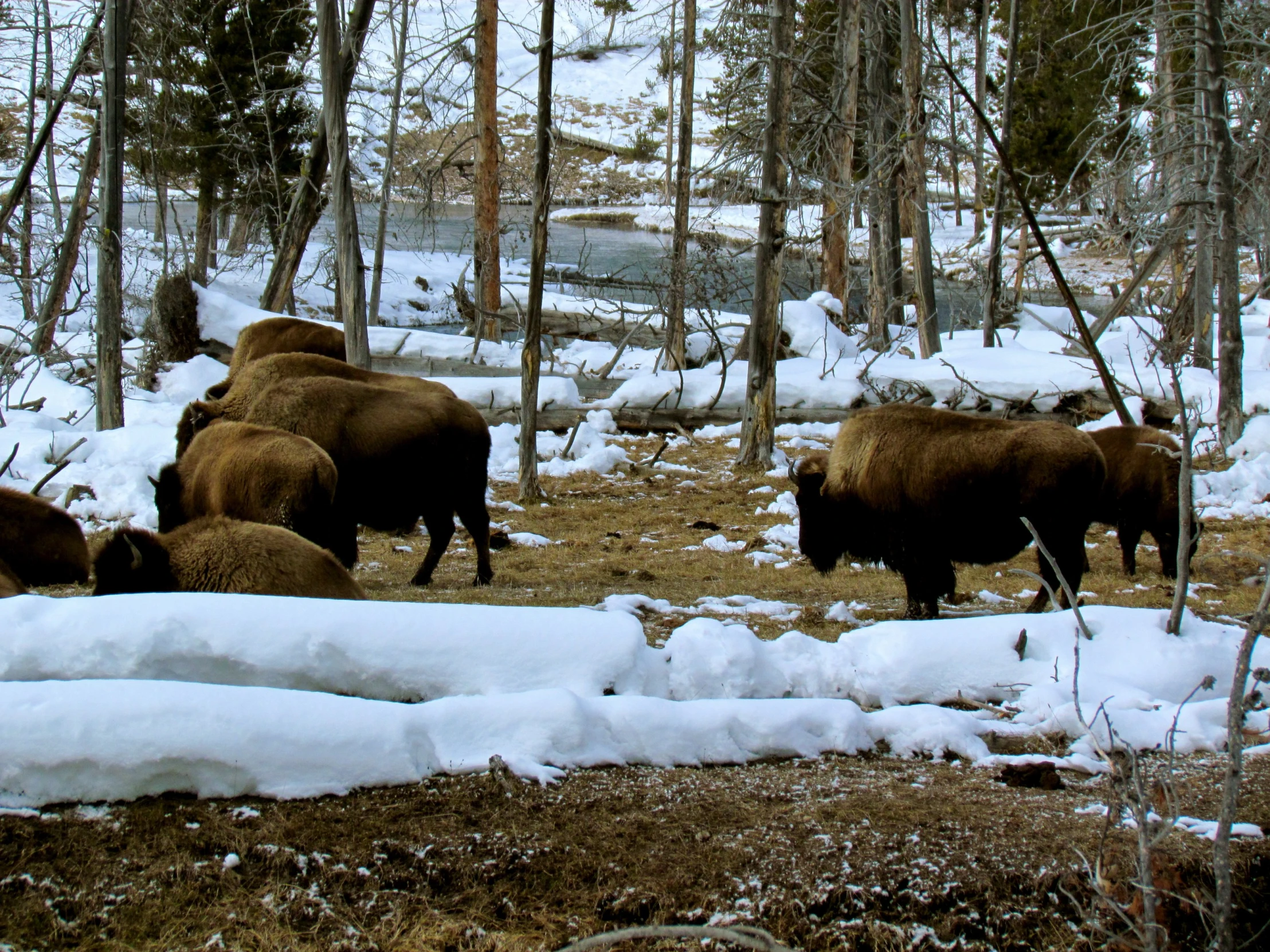 brown and white buffalo standing in snowy wooded area