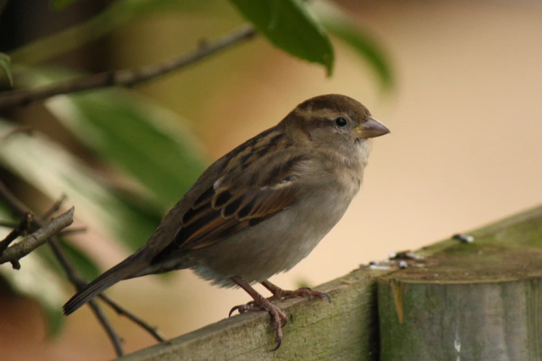 there is a small bird sitting on the top of a fence