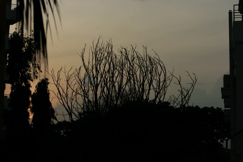 the silhouette of a bird and some trees