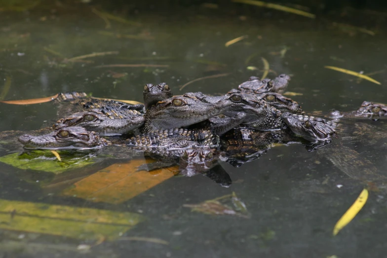 two alligators sitting on top of leaves floating in the water