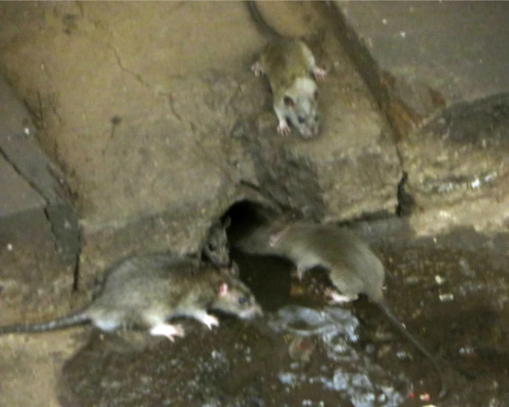 a couple of mice are in the dirt