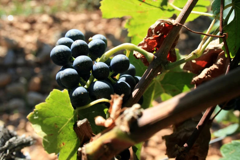 bunch of gs on a vine near leaves and rocks