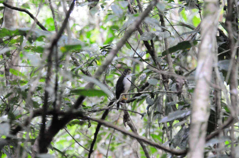 a bird sitting on a nch in the forest