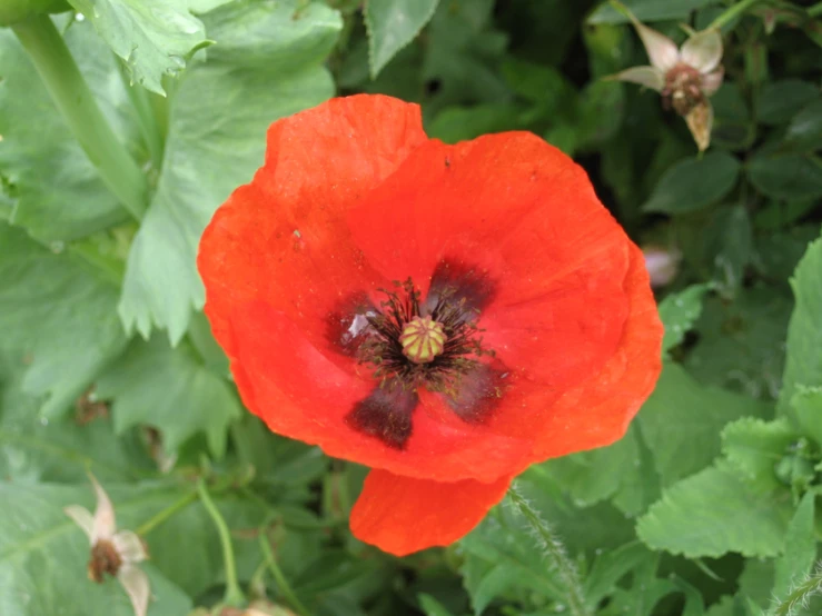 a large red flower with lots of green foliage