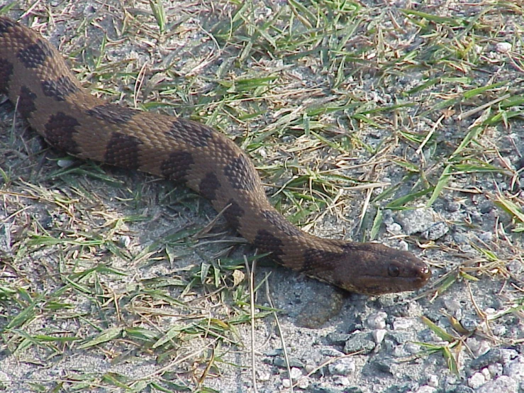 a snake that is laying on the ground