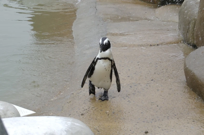 a penguin is walking alone by the water