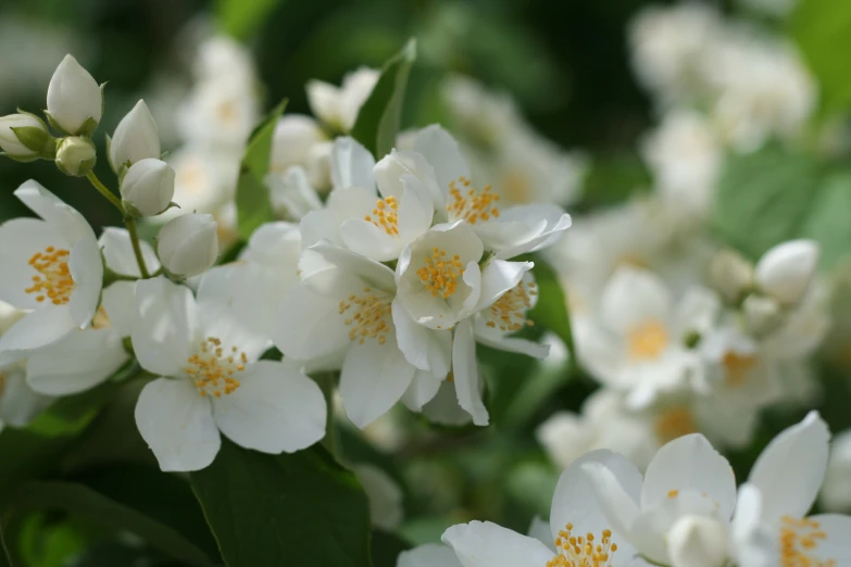 a close up view of white flowers