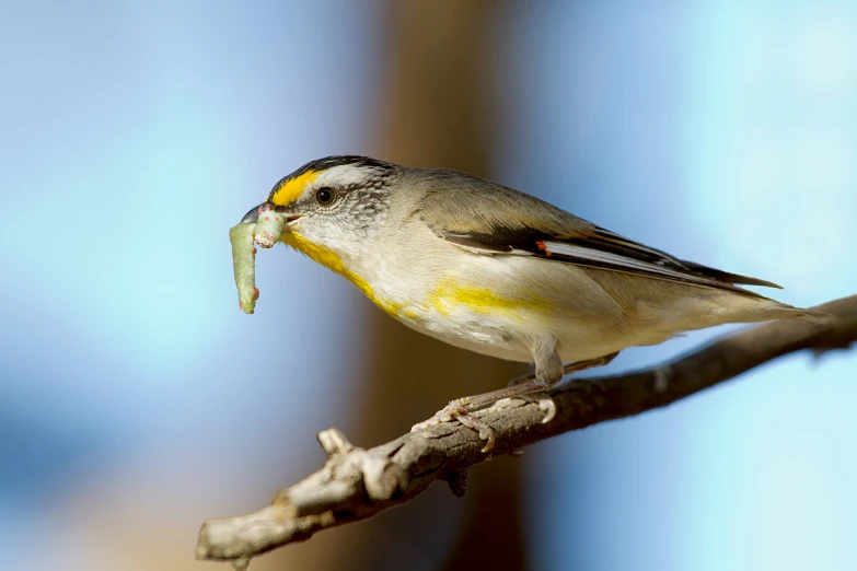 small bird eating an insect in it's mouth