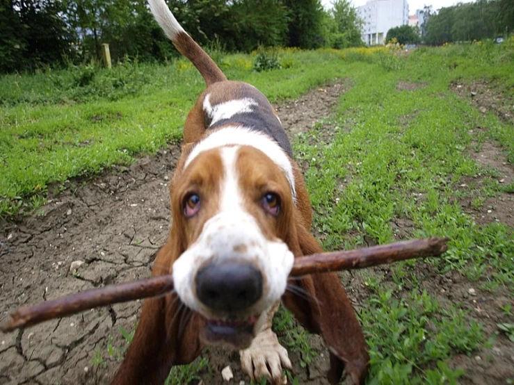 a brown and white dog carrying a stick in its mouth