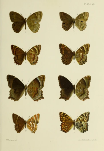 the erflies are arranged in a series on paper