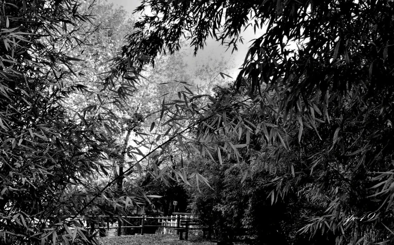 an umbrella sitting on the top of a leafy tree