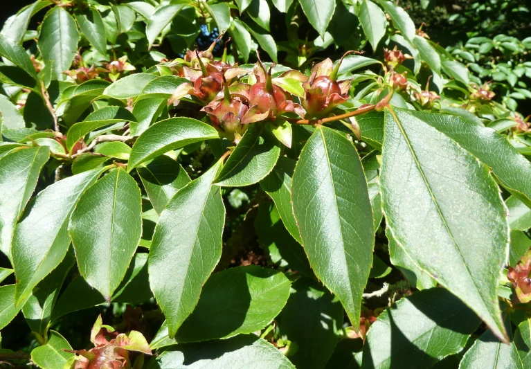 leaves and buds of a tree with red berries