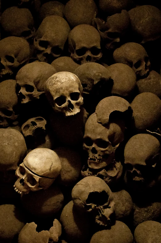 a group of skulls lying in a room