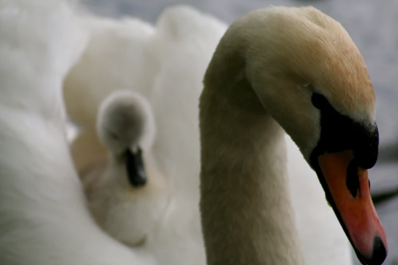 a swan is shown with his offspring in its cage