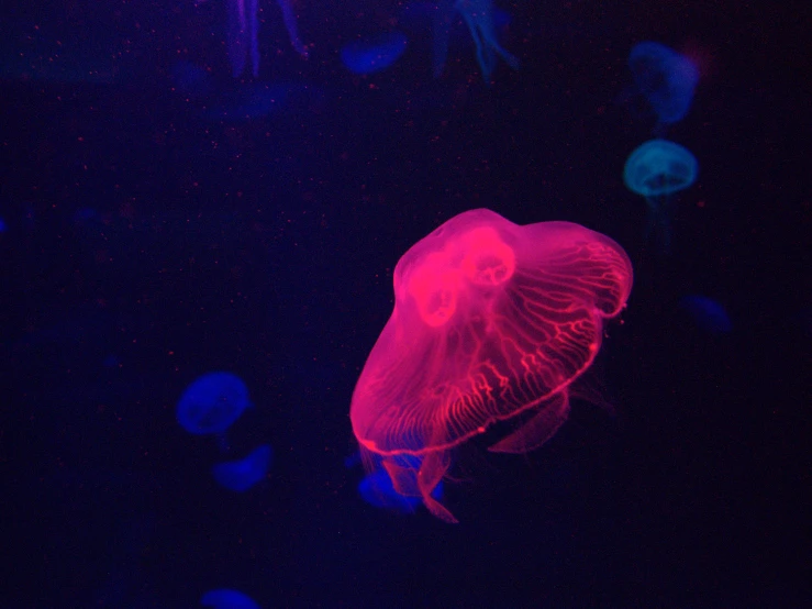 jelly fish at the aquarium are glowing bright