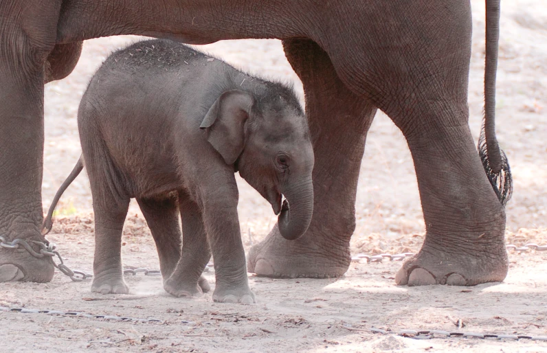 a baby elephant walking near an adult elephant