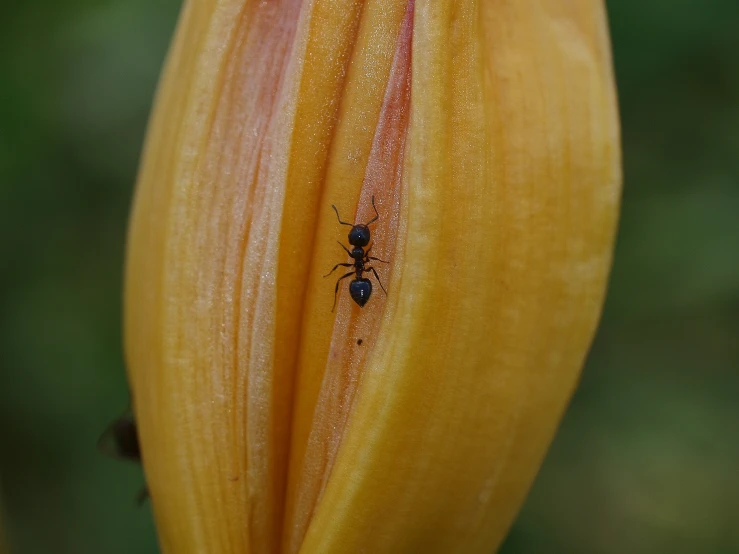 a close up of a plant with some bugs on it