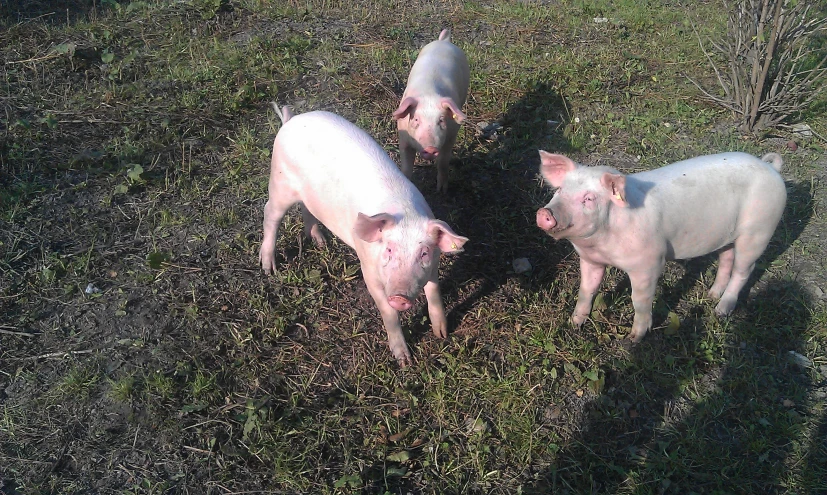 three pigs standing in grass near one another