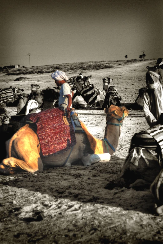 two camels on the sand in front of some people