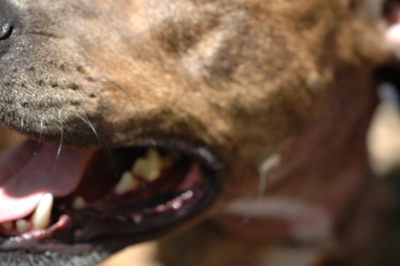 a large brown dog with its mouth open