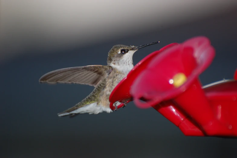 a hummingbird is eating from a hummingbird feeder