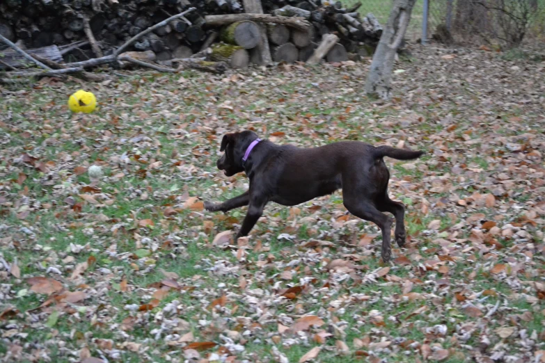 a black dog running after a yellow ball in the grass