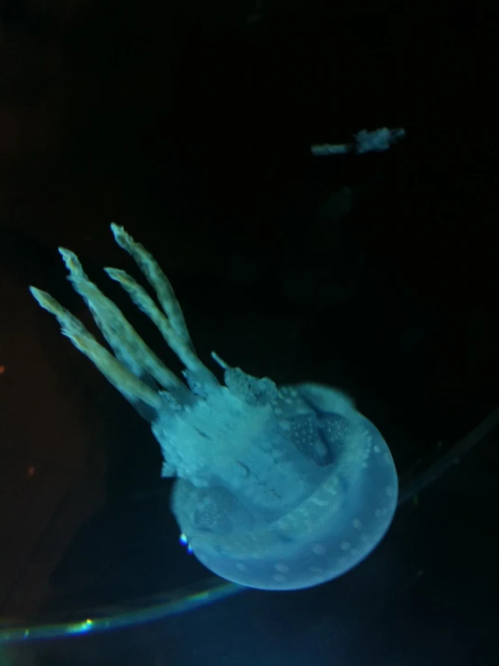 a green jellyfish in the water on dark background