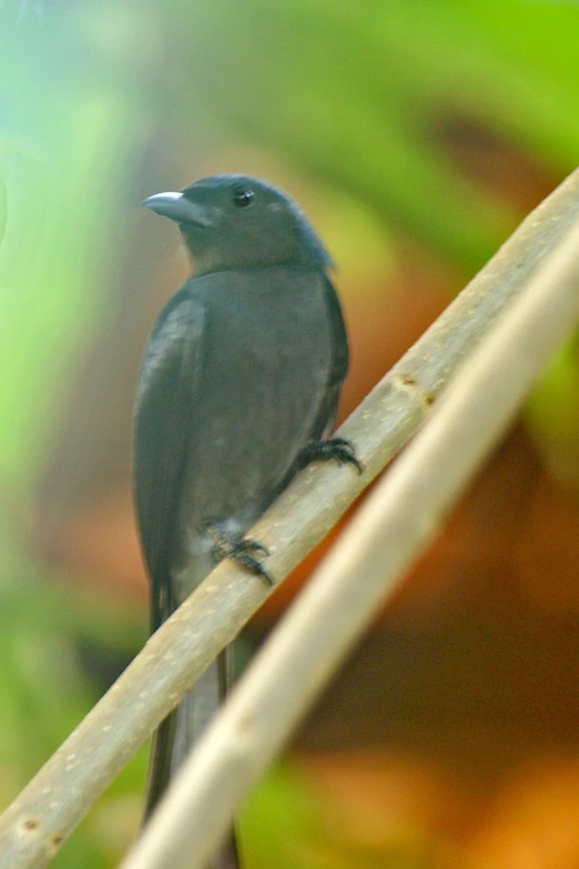 a bird sits on a stick, on a tree limb