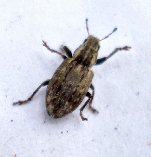 a brown insect on the snow covered ground