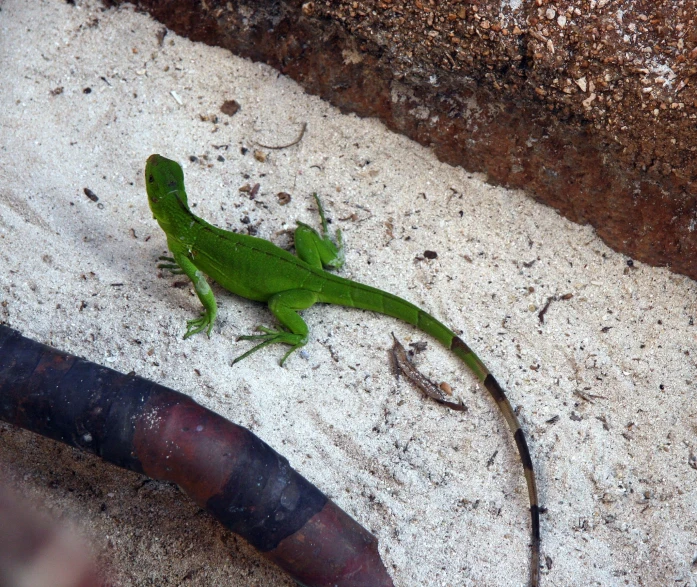 lizard lying on concrete near two large brown snakes