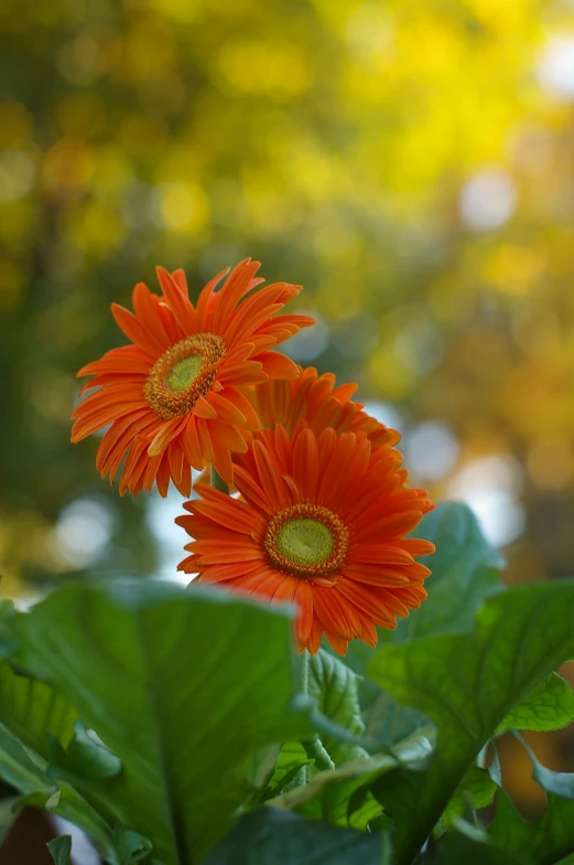 a couple of orange flowers growing in a pot
