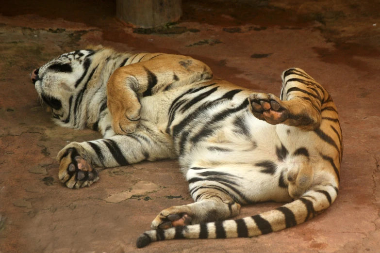 a large tiger is laying on the ground with one foot up and its tail tucked