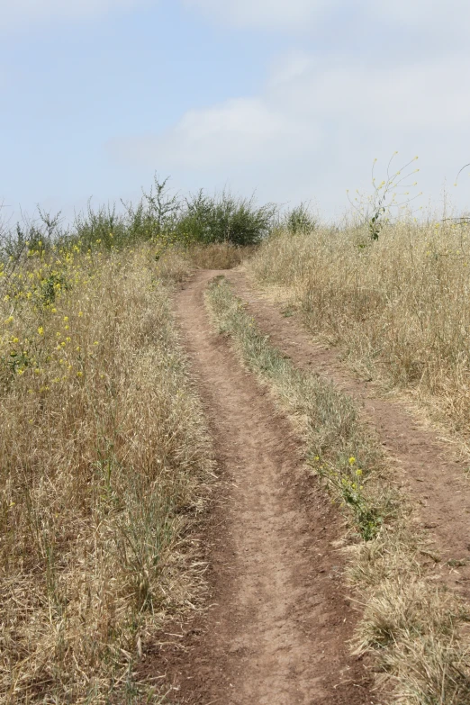 a wild horse in a dry brush covered field